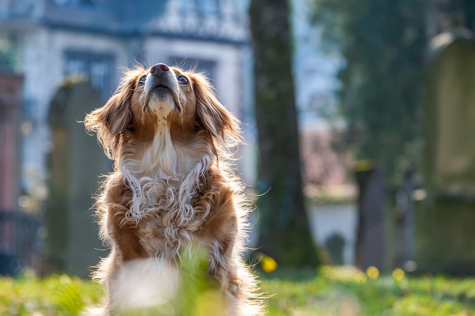 Dog grooming