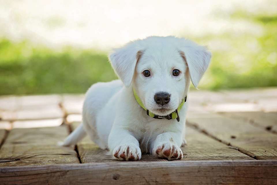 Dog hygiene