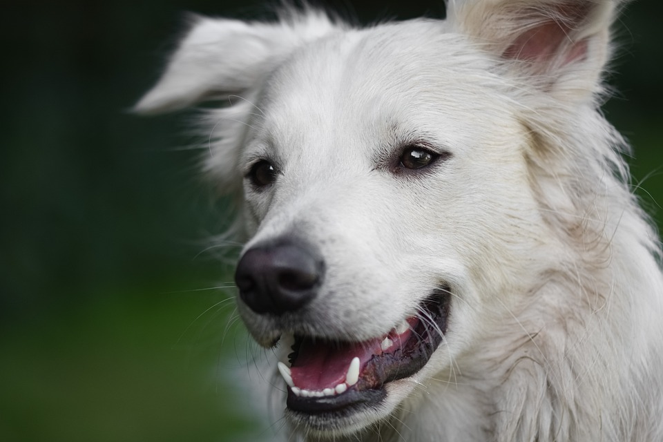 Dog hygiene